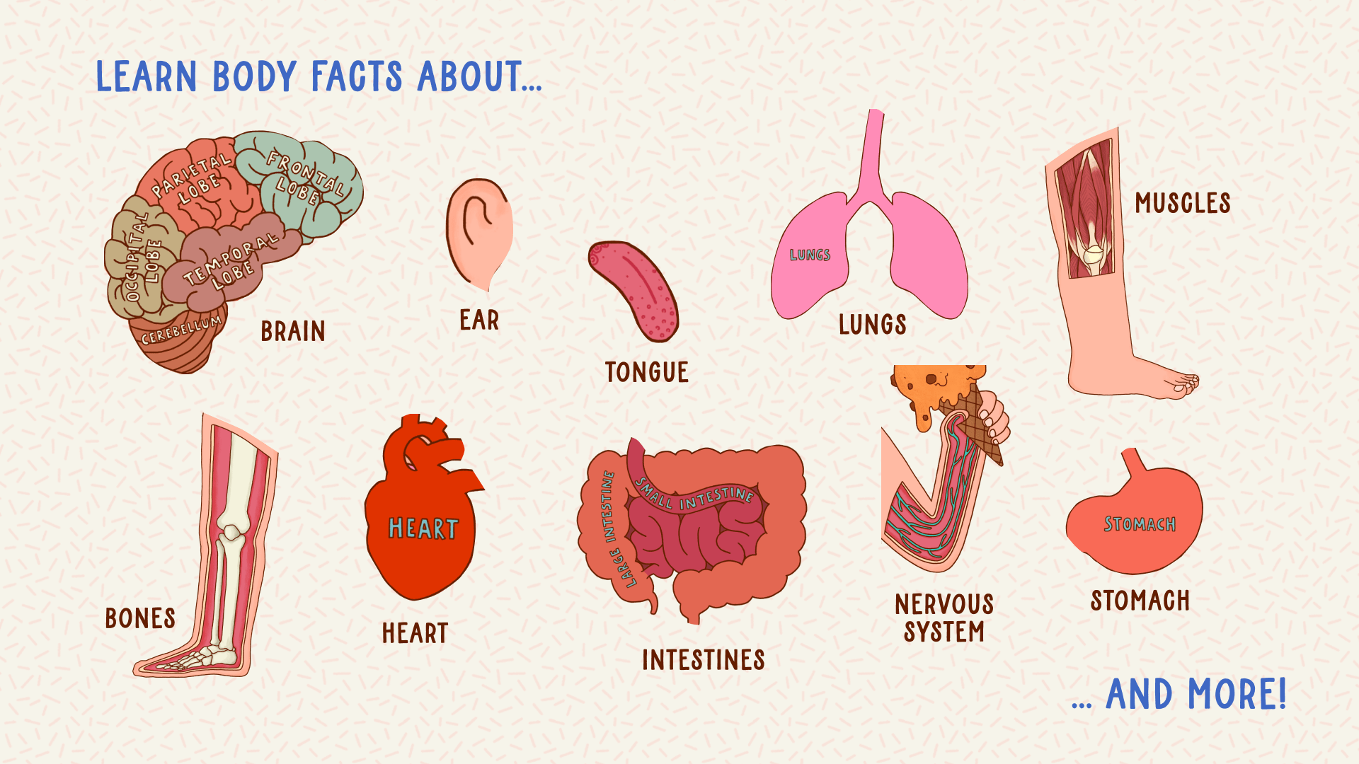Peek Inside Your Body Peekabook